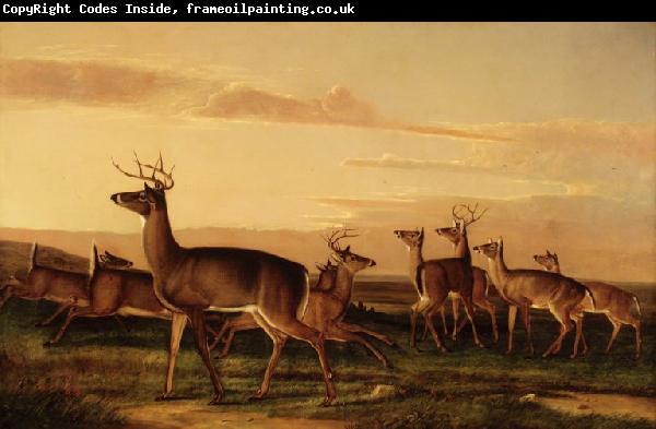 John James Audubon Startled Deer A Prairie Scene